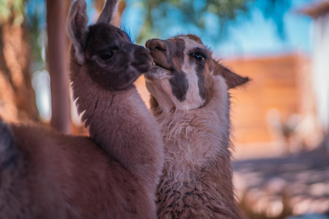 Cabanas Voyage Atacama San Pedro De Atacama Zewnętrze zdjęcie