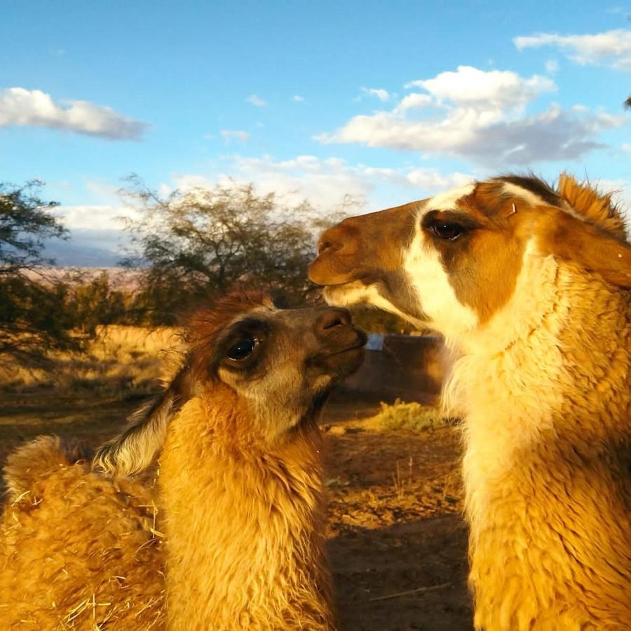 Cabanas Voyage Atacama San Pedro De Atacama Zewnętrze zdjęcie