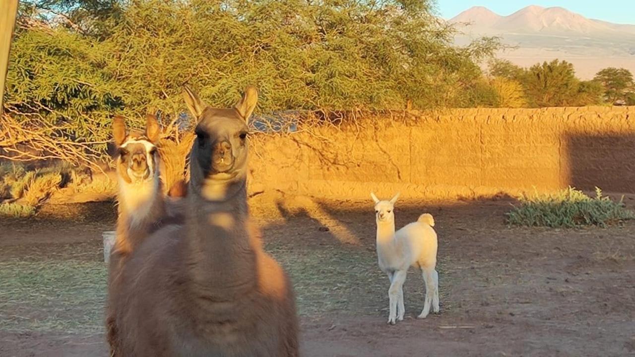 Cabanas Voyage Atacama San Pedro De Atacama Zewnętrze zdjęcie