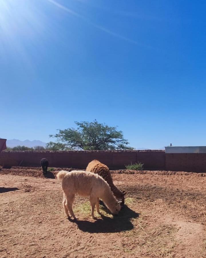 Cabanas Voyage Atacama San Pedro De Atacama Zewnętrze zdjęcie