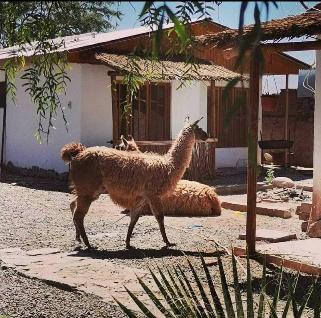 Cabanas Voyage Atacama San Pedro De Atacama Zewnętrze zdjęcie